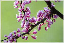 PHOTO: Cercis canadensis