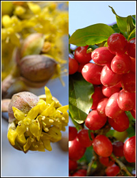 PHOTO: Cornus mas through the seasons