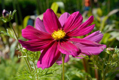 PHOTO: cosmos