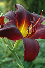 PHOTO: daylily