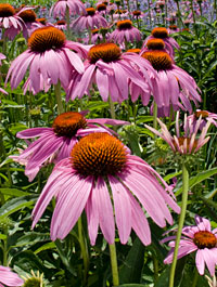 PHOTO: echinacea
