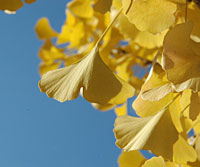 PHOTO: yellow ginkgo