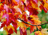 PHOTO: multicolored marmo maple