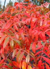 PHOTO: sumac's red fall color