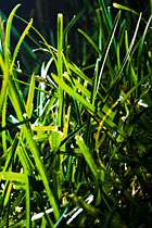 PHOTO: mow grass often, and leave 3 inches tall.