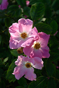 PHOTO: floribunda rose 'Nearly Wild'