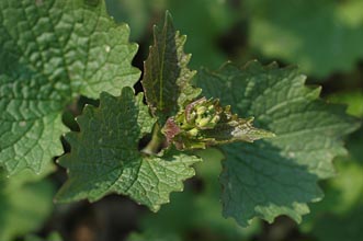 PHOTO: Garlic Mustard