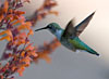PHOTO: hummingbird