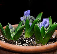 PHOTO: Hyacinth blooms begin to surface