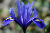 PHOTO: iris reticulata 'Harmony'