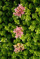 Sedum for a green roof planting