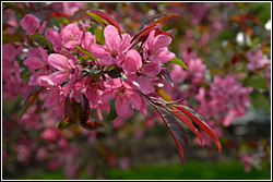 PHOTO: malus 'Prairiefire'