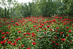 PHOTO: Naturally spreading native monarda.