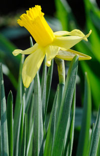 PHOTO: narcissus 'February Gold'