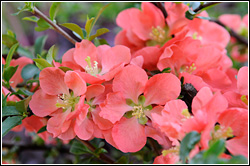 PHOTO: flowering quince