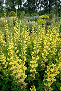 PHOTO: 'Solar Flare' false indigo