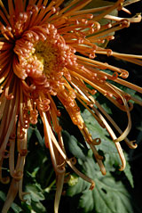PHOTO: 'spider' chrysanthemum