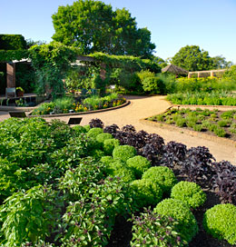 PHOTO: The Garden's summer basil bed.