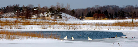 PHOTO: wildlife in the great basin in winter