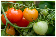 PHOTO: heirloom tomatoes