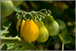 PHOTO: heirloom tomatoes