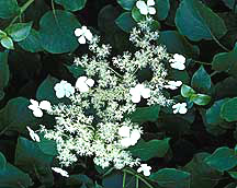 PHOTO: seven son flower