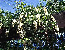PHOTO: butterfly bush