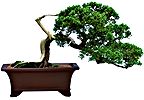 PHOTO: bonsai