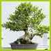 PHOTO: Bonsai