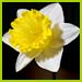 PHOTO: Daffodil