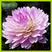 PHOTO: Dahlia