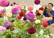 PHOTO: Dahlia Show