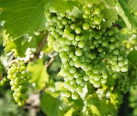 PHOTO: grapes