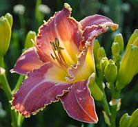 PHOTO: Lily