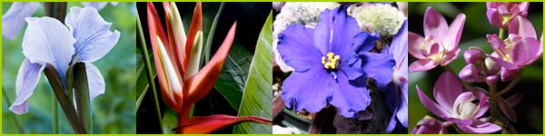 PHOTO: flowers