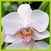 PHOTO: orchid