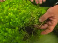 Click here to view video.