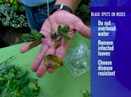 Click here to view video.