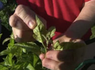 Click here to view video.