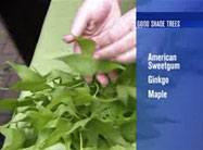 Click here to view video.