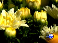 Click here to view video.
