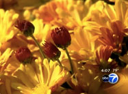 Click here to view video.