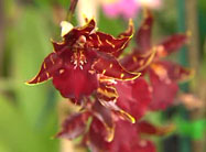 Click here to view video.