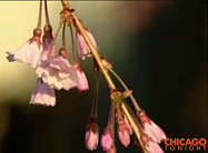 Click here to watch video.