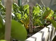 Click here to view the full story of Eating Green.