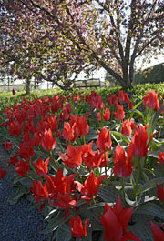 The Bulb Garden
