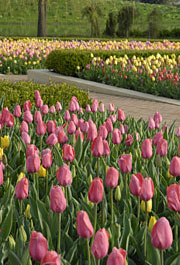 Spring Photos