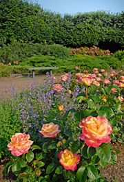 The Rose Garden