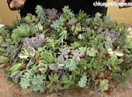 Click here to view Green Youth Farm video.