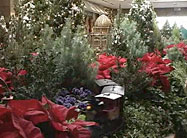 Click here to view Wonderland Express video.